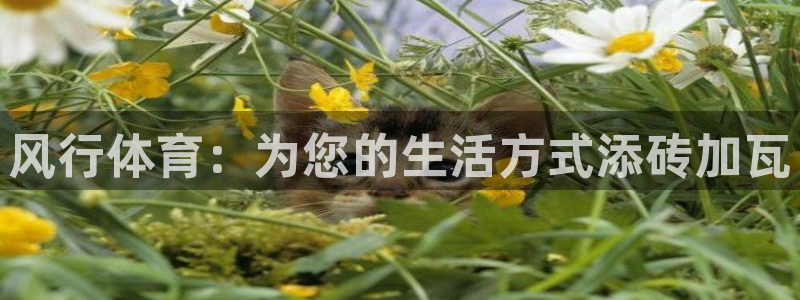球深体育比分：风行体育：为您的生活方式添砖加瓦